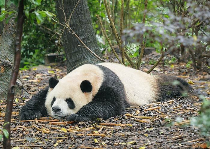 panda-zhima-universiade-mascot-rongbao1