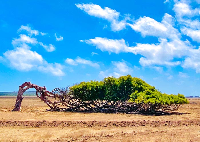 leaning-tree1