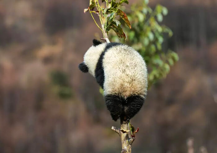 wolong-panda-base5