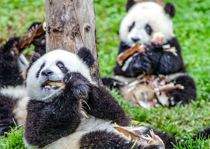 wolong-panda-base2