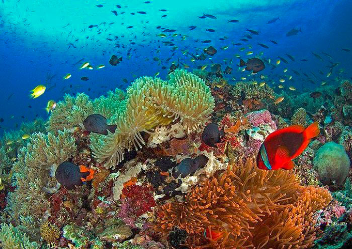 bohol-balicasag-island-snorkeling2